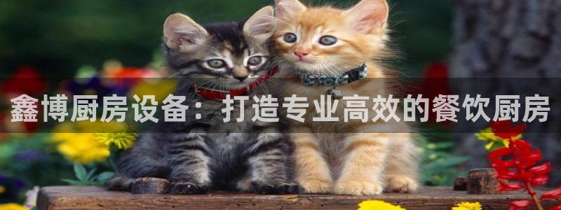 尊龙d88会员：鑫博厨房设备：打造专业高效的餐饮厨房