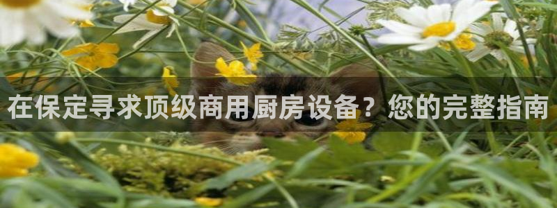 尊龙ag旗舰：在保定寻求顶级商用厨房设备？您的完整指南